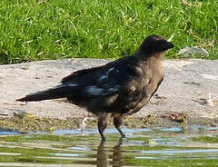 Corvus corone