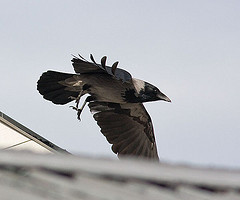 Corvus cornix