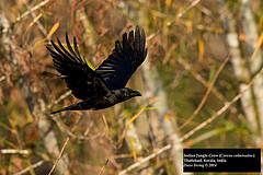 Corvus culminatus