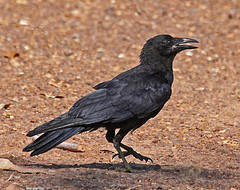 Corvus orru