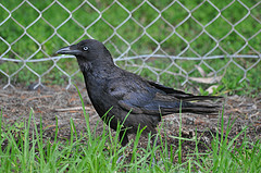 Corvus tasmanicus