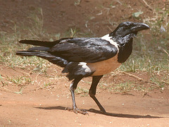 Corvus albus
