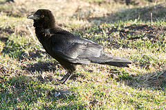 Corvus edithae