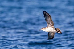 Puffinus opisthomelas