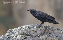 Corvus rhipidurus