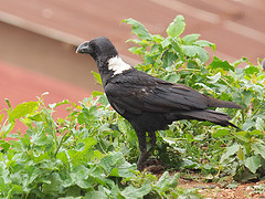 Corvus albicollis