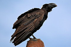 Corvus crassirostris