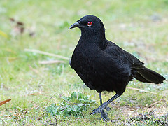 Corcorax melanorhamphos