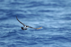 Puffinus auricularis