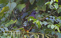 Lycocorax pyrrhopterus