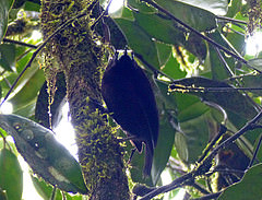 Paradigalla brevicauda