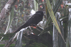 Astrapia nigra