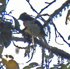 Pteridophora alberti