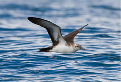 Puffinus gavia