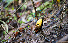 Diphyllodes magnificus