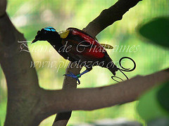 Diphyllodes respublica