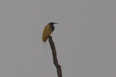 Seleucidis melanoleucus