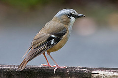 Heteromyias albispecularis