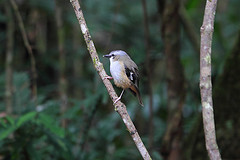 Heteromyias cinereifrons