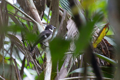 Poecilodryas hypoleuca