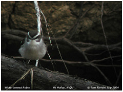 Poecilodryas superciliosa