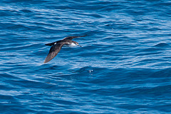 Puffinus lherminieri