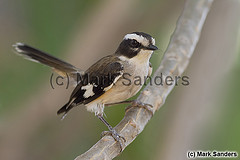 Poecilodryas cerviniventris