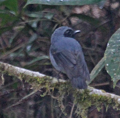 Poecilodryas albonotata