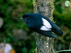 Peneothello sigillata