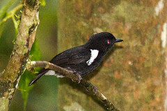 Peneothello bimaculata