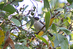 Peneoenanthe pulverulenta