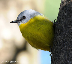 Eopsaltria australis