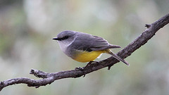 Eopsaltria griseogularis