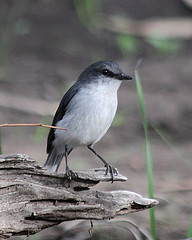 Eopsaltria georgiana