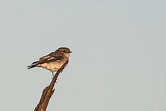 Melanodryas cucullata