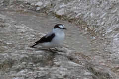 Monachella muelleriana