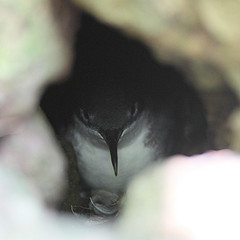 Puffinus bailloni