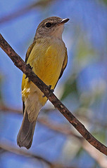Microeca flavigaster