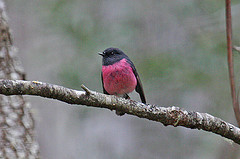 Petroica rodinogaster