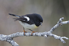 Petroica macrocephala