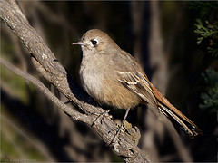 Drymodes brunneopygia