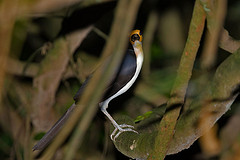 Picathartes gymnocephalus