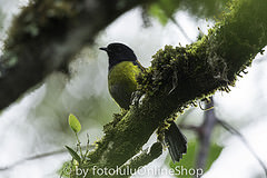 Phainoptila melanoxantha