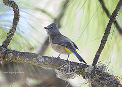 Ptiliogonys cinereus