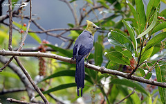 Ptiliogonys caudatus