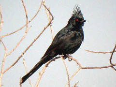 Phainopepla nitens