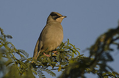 Hypocolius ampelinus