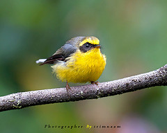 Chelidorhynx hypoxanthus