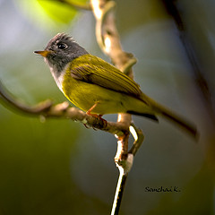 Culicicapa ceylonensis