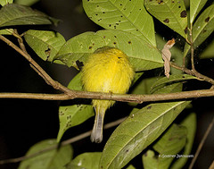 Culicicapa helianthea